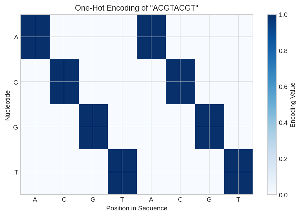 One-Hot Encoding Visualization